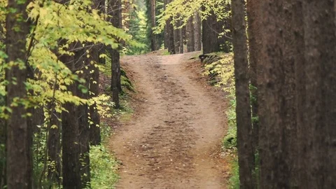 Sliding view path in the autumn pine forest. yellow and orange foliage Stock Footage 80985812
