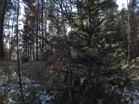 Sliding View of Sun Flaring Through Small Tree, Trentino, Italy, Flat Color Stock Footage 83586078