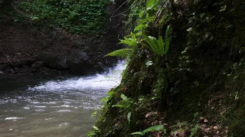 Sliding to waterfall from Green plant Stock-Footage 221584889