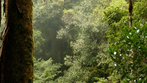 Slight cloudy mist moving across the air in dense jungle rainforest Stock Footage 126806134