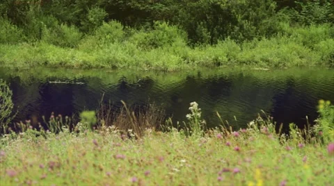 A slight flow of the river . Summer. Video stock 50093855