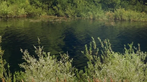 A slight flow of the river . Summer. 库存影片 50094382