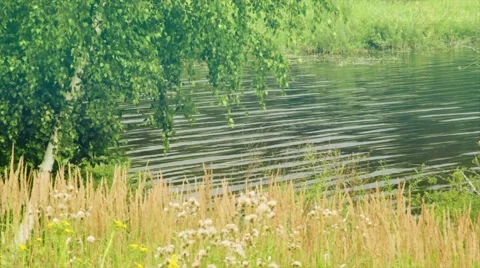 A slight flow of the river . Summer. 스톡 동영상 50094479