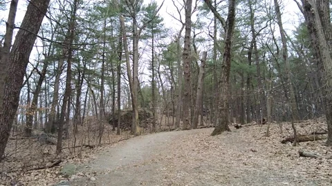 SLIGHT FLURRY FOREST Stock Footage 187670139