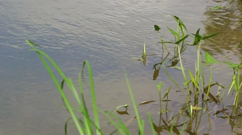 A slight movement of water in the river 스톡 동영상 65988651