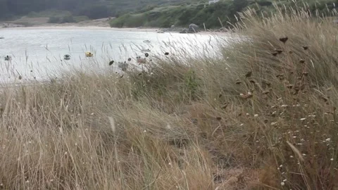 Slight wind in Estaca de Bares, Spain, moving small plants near the beach Stock Footage 315189120