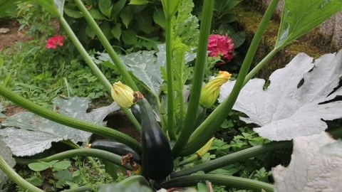 Slight wind in my orchard Stock Footage 255912088