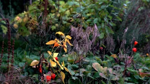 Slight wind in plants in unkempt fall garden with orange physalis Stock Footage 220084478