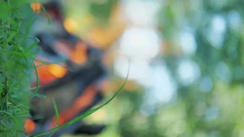 Slightly Blurred Fire. green grass, vertical video Stock Footage 161976960