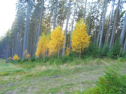 Slightly blurred image of multiple beautifully yellow coloured birch trees Stock Photos