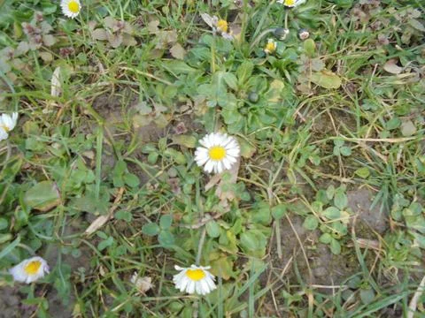 Slightly blurred image of small daisy flowers on spring meadow Stock-Fotos