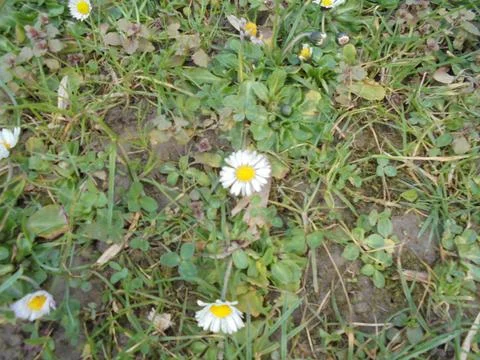 Slightly blurred image of small daisy flowers on spring meadow Stock-Fotos