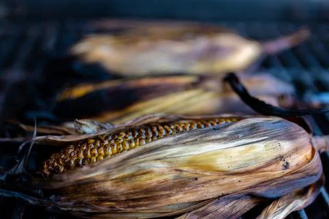 Slightly charred sweet corn on the cob with husk on resting on a grill grate Stock Photos