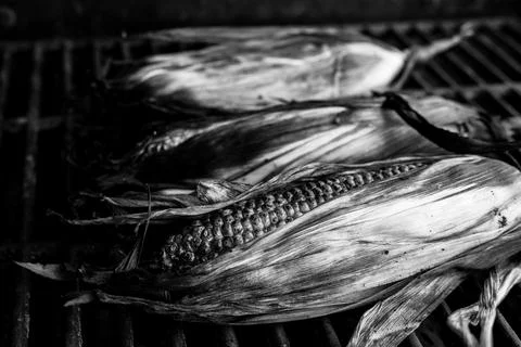 Slightly charred sweet corn on the cob with husk on resting on a grill grate Stock Photos