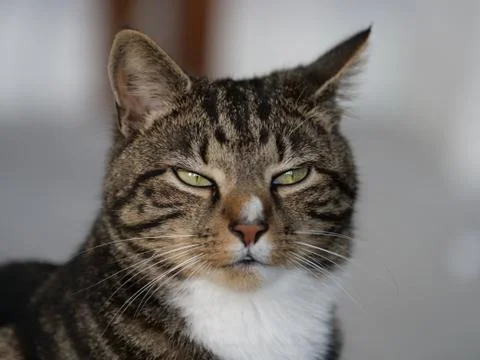 Slightly Grumpy &amp; Suspicious Looking Tabby Cat Stock Photos