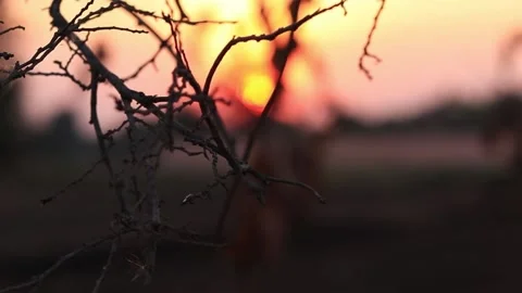 Slightly lit dry branches with blurred background at dusk. Stock Footage 169797163