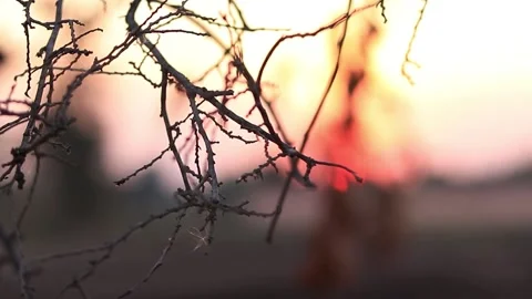 Slightly lit dry branches with blurred background at dusk. Stock Footage 169797170