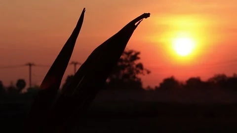 Slightly lit dry branches with blurred background at dusk. Stock Footage 169797171