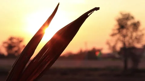 Slightly lit dry branches with blurred background at dusk. Stock Footage 169797181