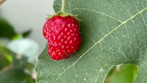 Slightly misformed (not perfect) strawberry closeup, panning Stock Footage 211149223