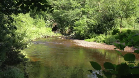 A slightly muddy stream with stone bank, flowers in foreground Vidéo 141382971