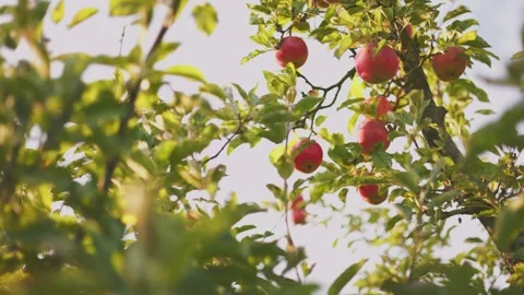A slightly out-of-focus close-up of red apples hanging Stock Footage 285935279