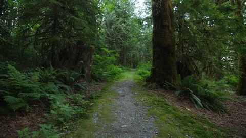 Slightly Overgrown Walking Path Shot on a Tripod in Green Forest Stock Footage 91197147