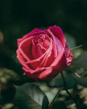 Slightly Parted Red Rose, Unpicked, Uncut, and Newly Flowered Stock Photos