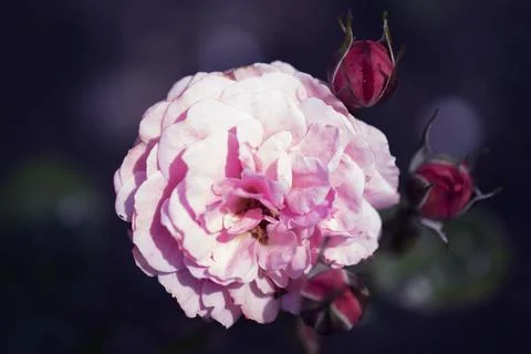 Slightly-scented, soft medium pink flowers Rosa 'Sexy Rexy' of Floribunda Ros Stock Photos