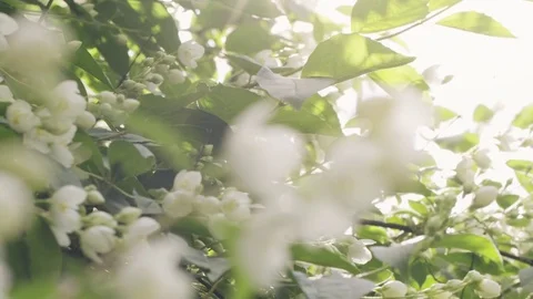 Slightly toned jasmine flowers in bloom prores footage sunny Stock Footage