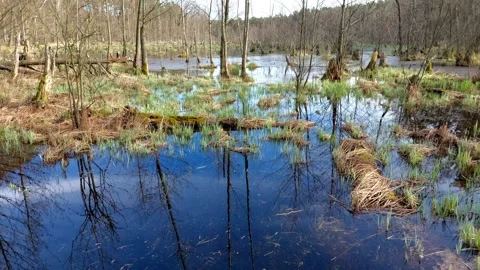 Slightly undulating surface of water in the swamp Video stock 270380854