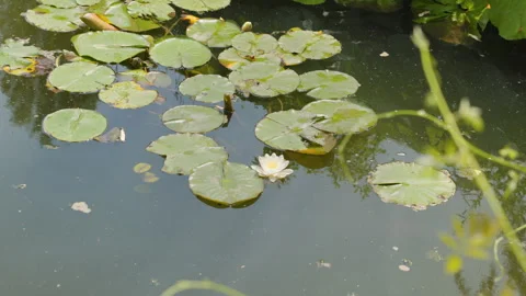 A slightly wider view of a pristine white water lily blooming elegantly among fl Stock Footage 336285989