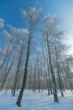 Slim birch trees touch sky, Branches glitter in vibrant winter sunlight, Towerin Stock Photos