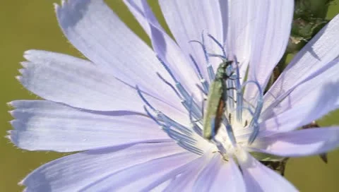 Slim blue beetle on a chicory flower Stock Footage 11288935