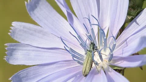 Slim blue beetle on a chicory flower Stock Footage 11289230
