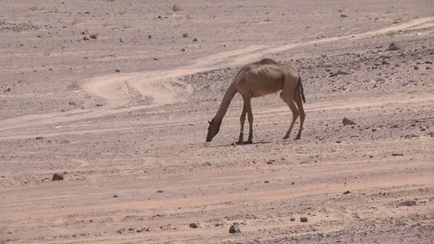Slim camel grazing Stock Footage 69934178