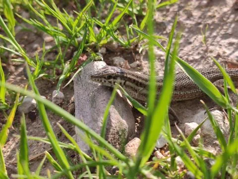 Slim lizard waiting on a small rock Stock Photos