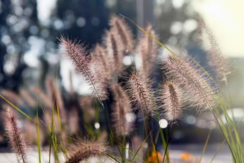 Slim morning blades of bright straw grass Stock Photos