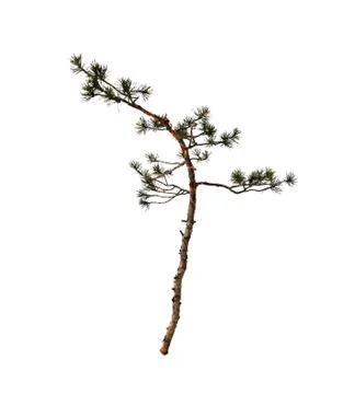 Slim pine tree isolated on white background. Stock Photos
