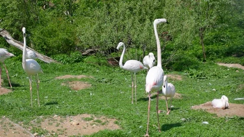 Slim pink flamingos Stock Footage 78678943