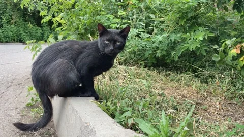 Slim stray black cat in the grass Stock Footage 250274787