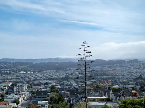 Slim tree over looking San Francisco neighborhoods Stock Photos