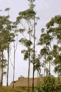 Slim Trees Stock Photos