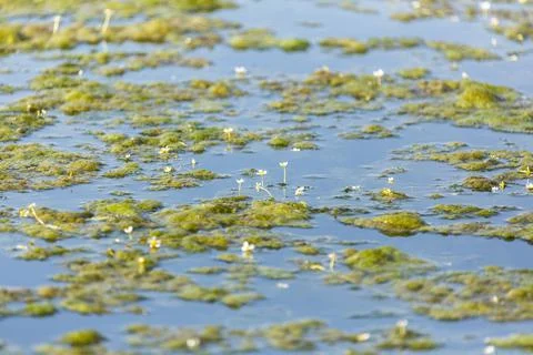 Slime covered pond surface with tiny  white flowers growing Stock Photos