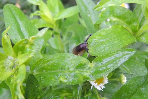 Slime on the grass Foto stock