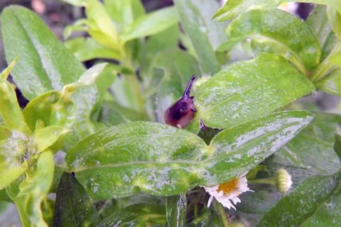 Slime on the grass Foto stock