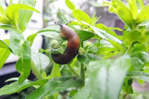 Slime on the grass Stock Photos