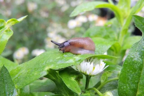 Slime on the grass Stock Photos