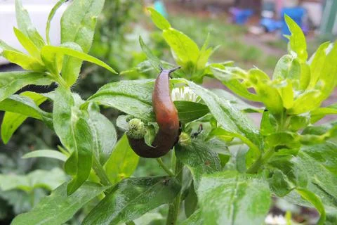 Slime on the grass Foto stock