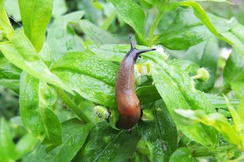 Slime on the grass Foto stock